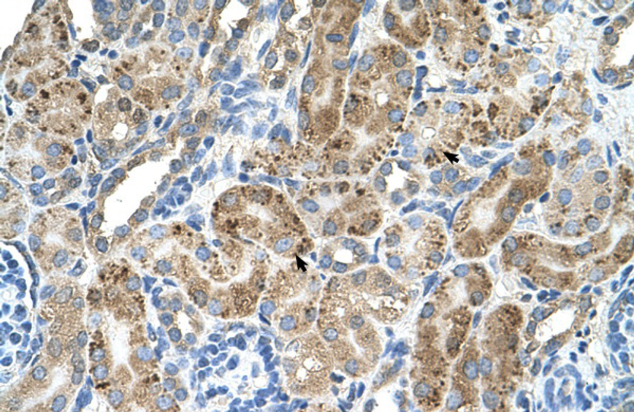 Antibody used in IHC on Human kidney.