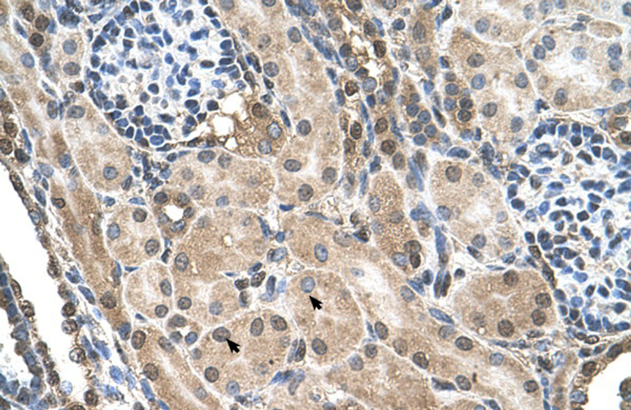 Antibody used in IHC on Human kidney.