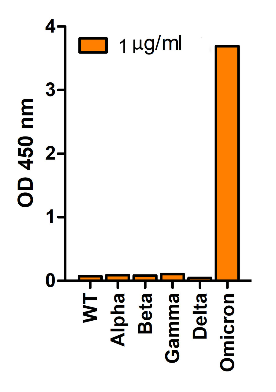 <strong>Figure 1 SARS-Cov-2 Omicron Variant Spike Antibodies Specifically Detect Omicron Variant Spike S1 Protein in an ELISA </strong><br>
Coating Antigen: SARS-CoV-2 spike S1 proteins of WT, alpha variant (B.1.1.7) , beta variant (B.1.351) , gamma variant (P.1) , delta variant (B.1.617.2) , and omicron variant (B.1.1.529) , 1 &#956;g/mL, incubated at 4 &#730;C overnight.
Detection Antibodies: SARS-CoV-2 Omicron Variant Spike antibody, 9805, 1 &#956;g/mL, incubated at RT for 1 hr.
Secondary Antibodies: Goat anti-rabbit HRP at 1:20, 000, incubated at RT for 1 hr.