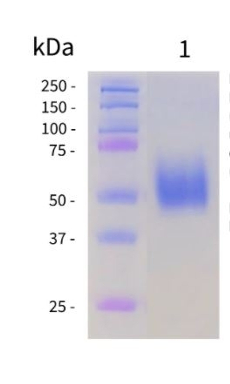 Purified SARS-CoV-2 N-Terminal Domain (NTD) Spike Protein under non-reducing conditions. Lane 1 - NTD Protein loaded at 10 ;g.