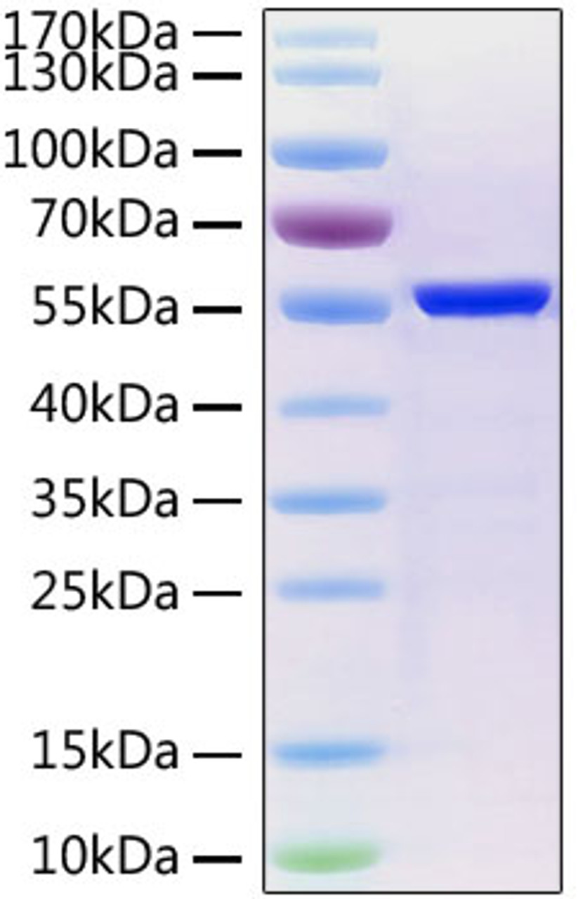 SARS-CoV-2 (COVID-19) nucleocapsid recombinant protein was determined by SDS-PAGE with Coomassie Blue, showing a band at 55 kD.