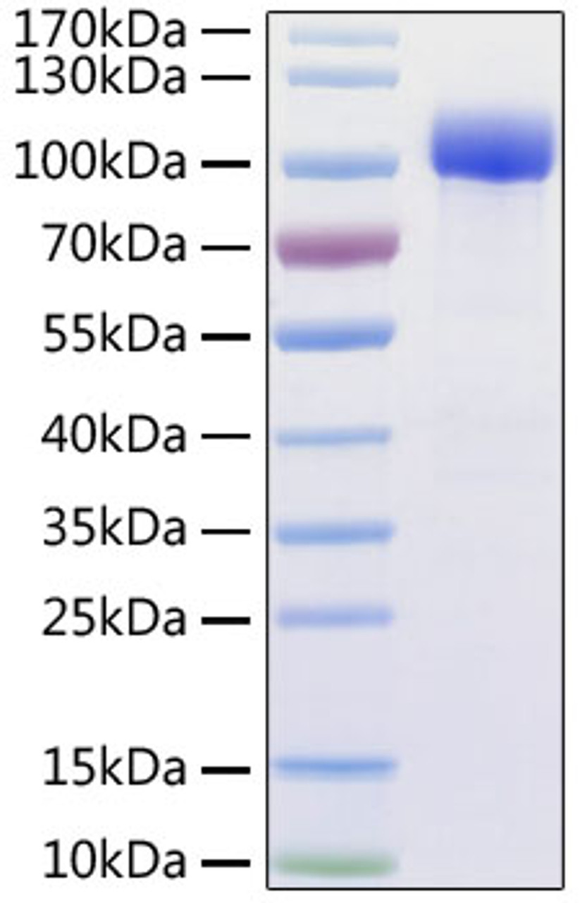 Human ACE2 recombinant protein was determined by SDS-PAGE with Coomassie Blue, showing a band at 95-110 kD.