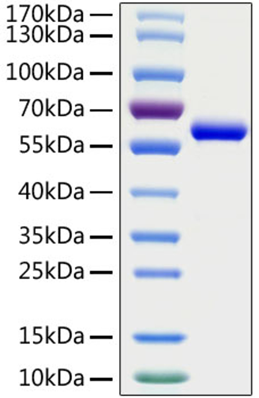 SARS-CoV-2 (COVID-19) spike RBD recombinant protein was determined by SDS-PAGE with Coomassie Blue, showing a band at 60 kD.