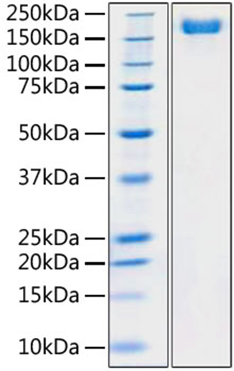 Recombinant SARS-COV-2 S1+S2 ECD (S-ECD) Protein with His tag was determined by SDS-PAGE with Coomassie Blue, showing a band at 180 kDa.