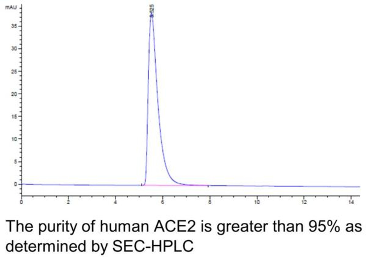 Human ACE2 Recombinant Protein | 10-200