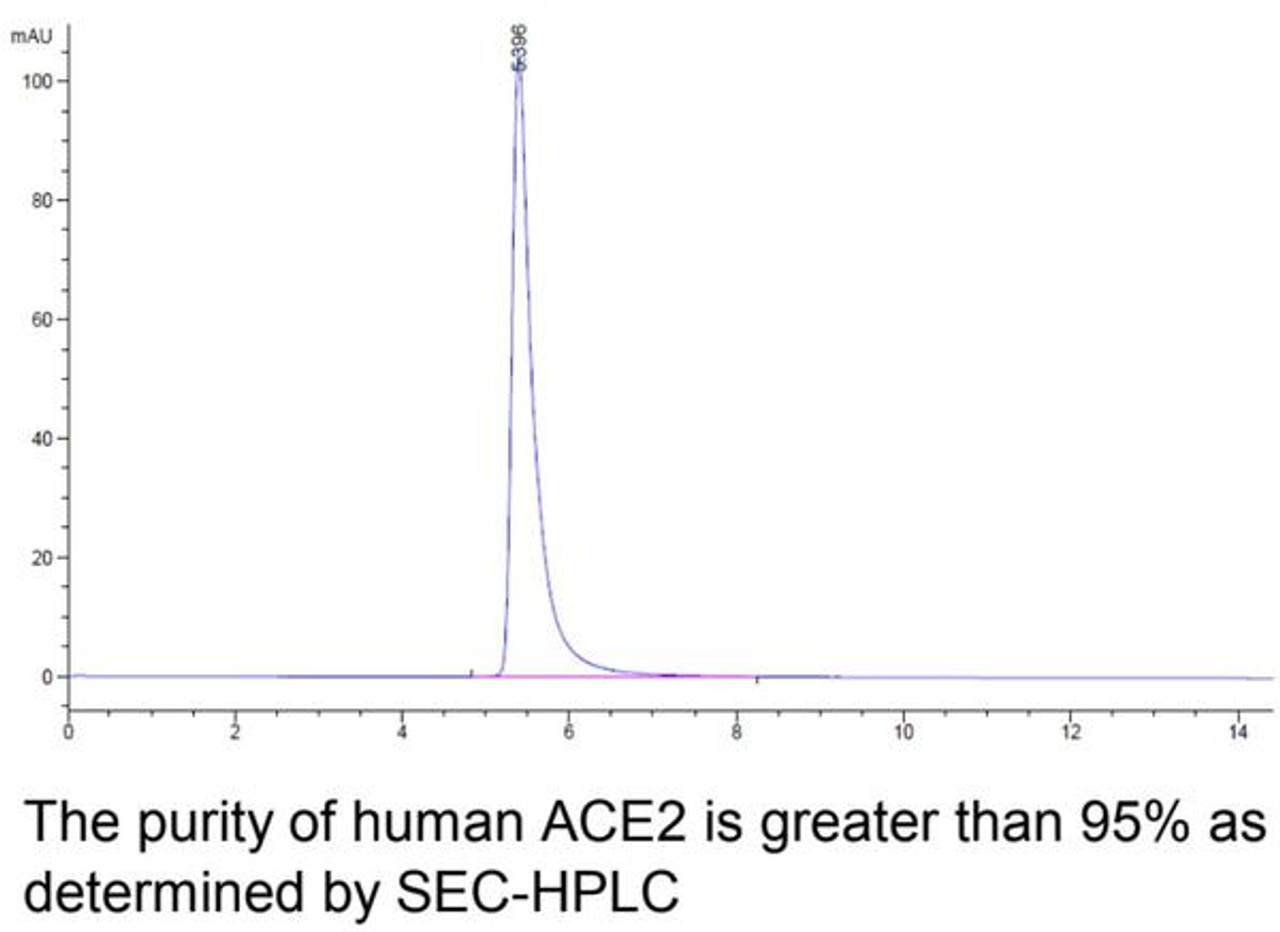 Human ACE2 Recombinant Protein | 10-203