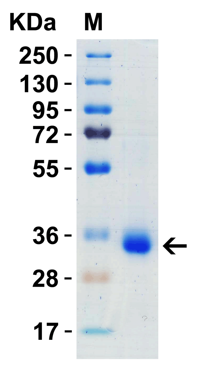 SDS-PAGE Validation with SARS-CoV-2 (COVID-19) Spike RBD Recombinant Protein : 1 ;g SARS-CoV-2 (COVID-19) Spike RBD recombinant protein, 10-303. Observed: 35kD