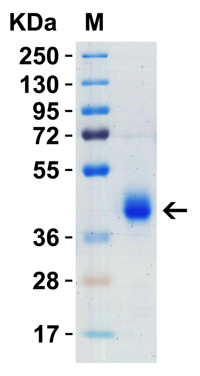 SDS-PAGE Validation with SARS-CoV-2 (COVID-19) Spike RBD+SD1 Recombinant Protein: 1 ;g SARS-CoV-2 (COVID-19) Spike RBD+SD1 recombinant protein, 10-304. Observed: 40kD