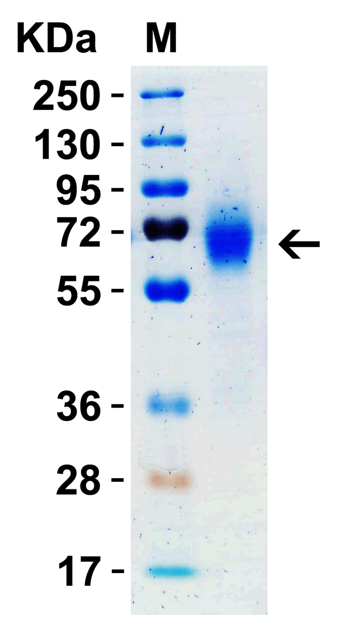 SDS-PAGE Validation with SARS-CoV-2 (COVID-19) Spike RBD+SD1+SD2 Recombinant Protein: 1 ;g SARS-CoV-2 (COVID-19) Spike RBD+SD1+SD2 recombinant protein, 10-305. Observed: 70kD