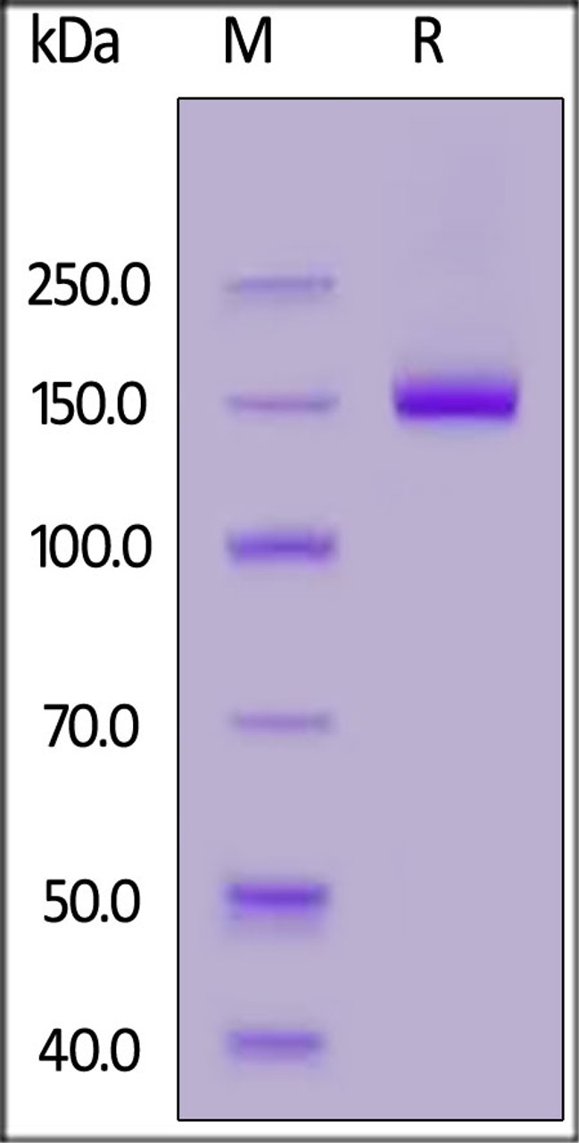 Human Netrin receptor DCC, Fc Tag on SDS-PAGE under reducing (R) condition. The gel was stained overnight with Coomassie Blue. The purity of the protein is greater than 90%.