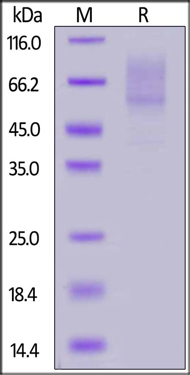 Biotinylated Human PSGL-1, His, Avitag on SDS-PAGE under reducing (R) condition. The gel was stained overnight with Coomassie Blue. The purity of the protein is greater than 90%.