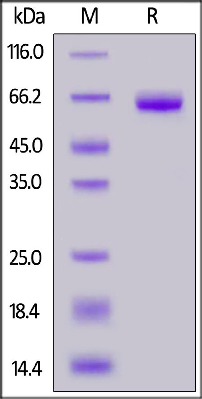 Human Tissue Factor, Fc Tag on SDS-PAGE under reducing (R) condition. The gel was stained overnight with Coomassie Blue. The purity of the protein is greater than 95%.
