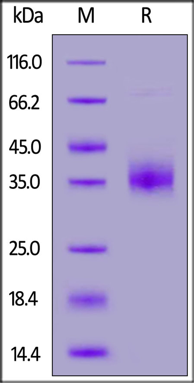 Cynomolgus NKp46, His Tag on SDS-PAGE under reducing (R) condition. The gel was stained overnight with Coomassie Blue. The purity of the protein is greater than 90%.