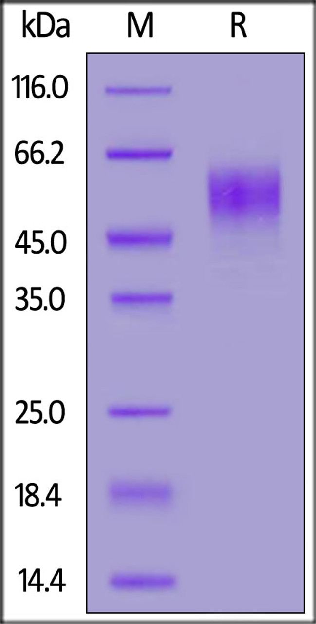 Human CD200 R1, His Tag on SDS-PAGE under reducing (R) condition. The gel was stained overnight with Coomassie Blue. The purity of the protein is greater than 90%.