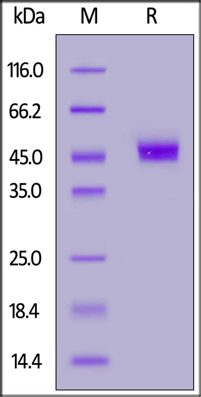 Human CD3 gamma, Fc Tag on SDS-PAGE under reducing (R) condition. The gel was stained overnight with Coomassie Blue. The purity of the protein is greater than 95%.