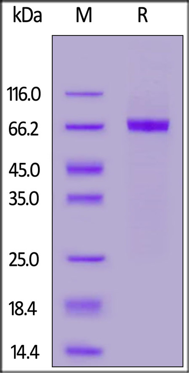 Human Her2 (23-510) , His Tag on SDS-PAGE under reducing (R) condition. The gel was stained overnight with Coomassie Blue. The purity of the protein is greater than 95%.