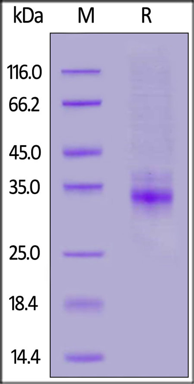 Mouse CLEC12A, His Tag on SDS-PAGE under reducing (R) condition. The gel was stained overnight with Coomassie Blue. The purity of the protein is greater than 90%.