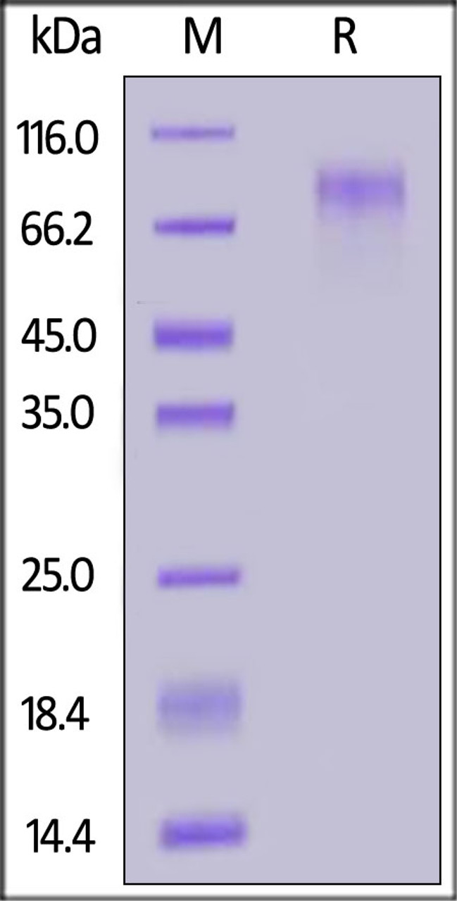Human CD34, His Tag on SDS-PAGE under reducing (R) condition. The gel was stained overnight with Coomassie Blue. The purity of the protein is greater than 90%.