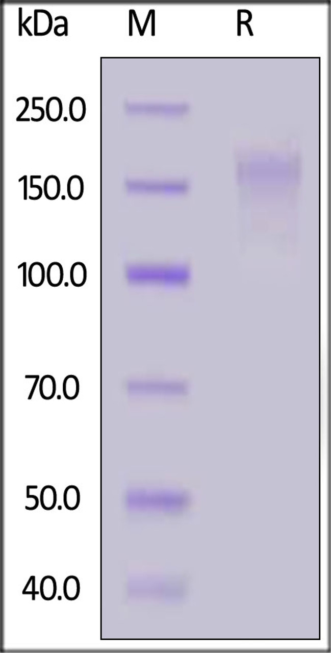 Human CD45, His Tag on SDS-PAGE under reducing (R) condition. The gel was stained overnight with Coomassie Blue. The purity of the protein is greater than 90%.
