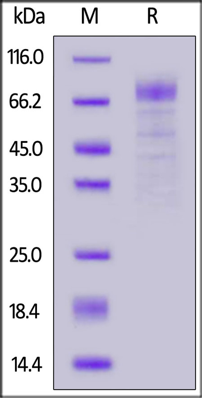 Human LGR4, His Tag on SDS-PAGE under reducing (R) condition. The gel was stained overnight with Coomassie Blue. The purity of the protein is greater than 85%.