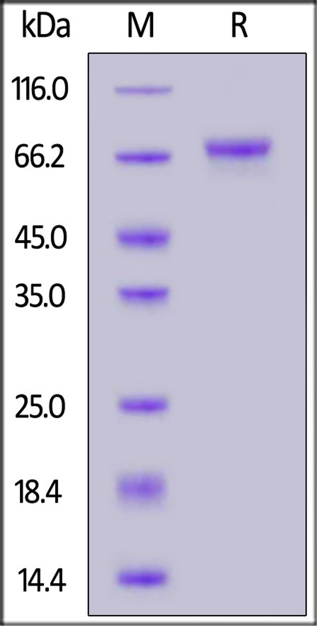 Human LGR5, His Tag on SDS-PAGE under reducing (R) condition. The gel was stained overnight with Coomassie Blue. The purity of the protein is greater than 90%.