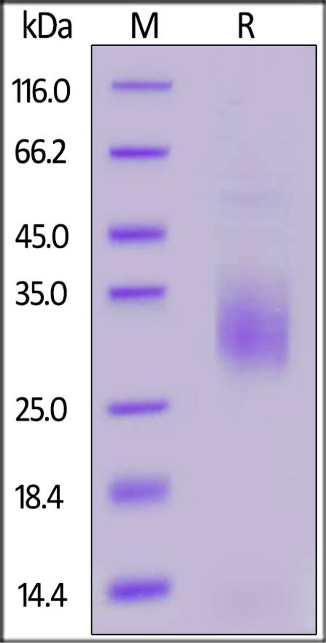 Cynomolgus TREM2, His Tag on SDS-PAGE under reducing (R) condition. The gel was stained overnight with Coomassie Blue. The purity of the protein is greater than 90%.