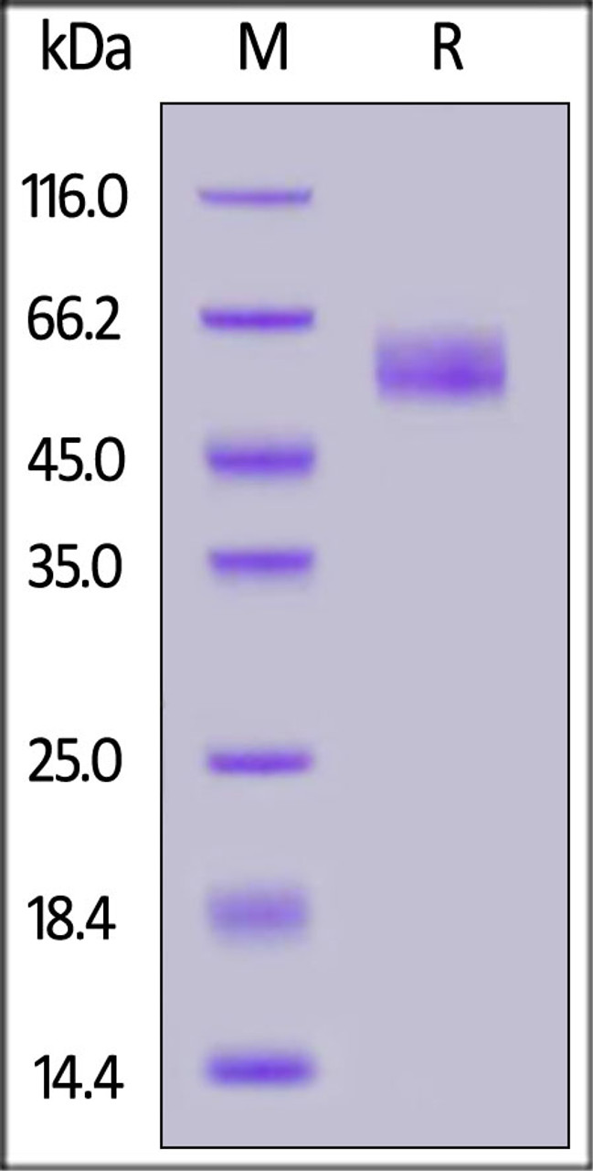 Mouse TREM2, Fc Tag on SDS-PAGE under reducing (R) condition. The gel was stained overnight with Coomassie Blue. The purity of the protein is greater than 90%.