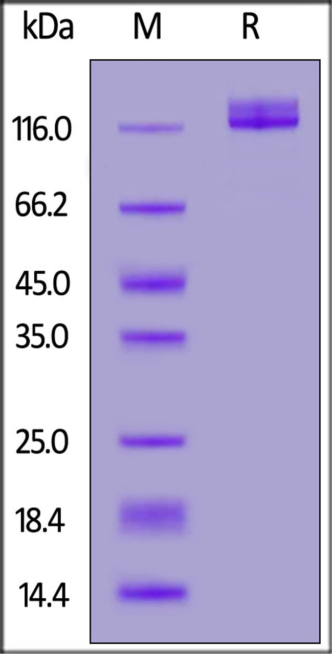 Human ENPP3, His Tag on SDS-PAGE under reducing (R) condition. The gel was stained overnight with Coomassie Blue. The purity of the protein is greater than 90%.