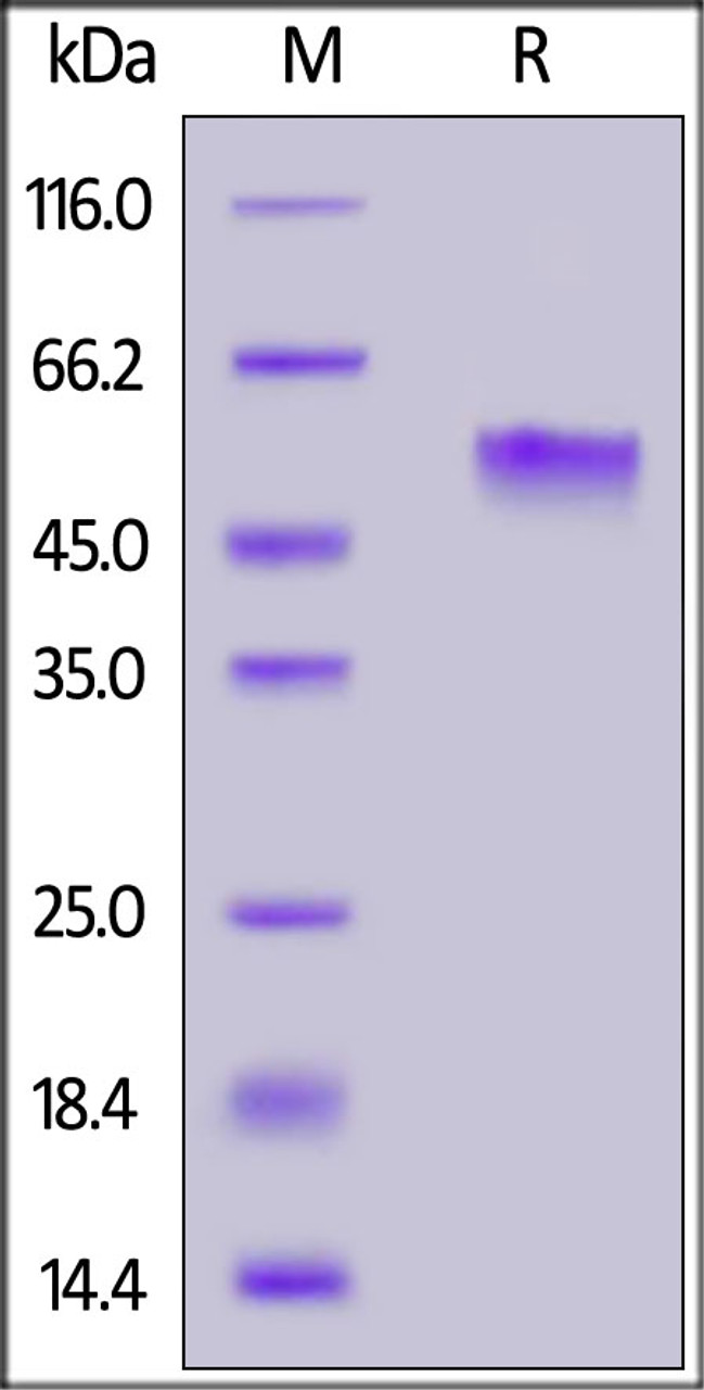 Human PVRIG, Mouse IgG2a Fc Tag on SDS-PAGE under reducing (R) condition. The gel was stained overnight with Coomassie Blue. The purity of the protein is greater than 95%.