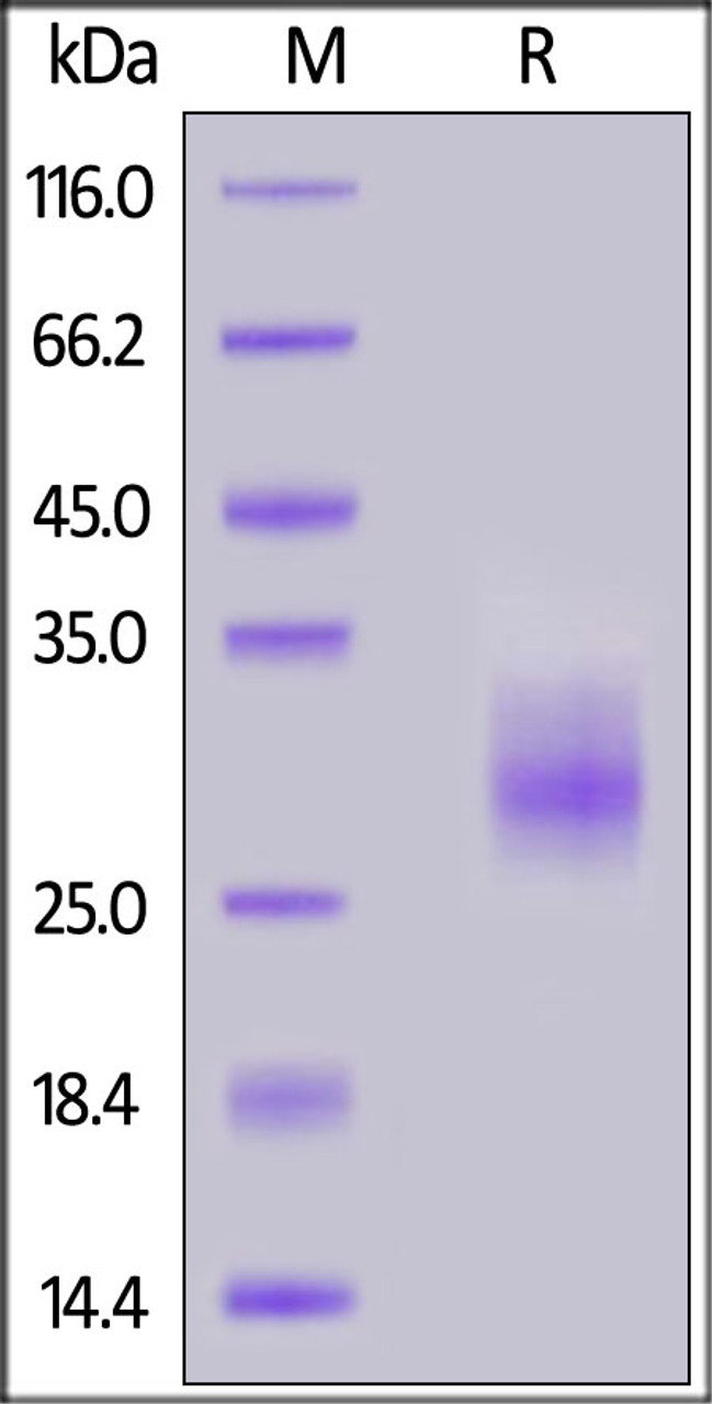 Human 4-1BB, His Tag on SDS-PAGE under reducing (R) condition. The gel was stained overnight with Coomassie Blue. The purity of the protein is greater than 90%.