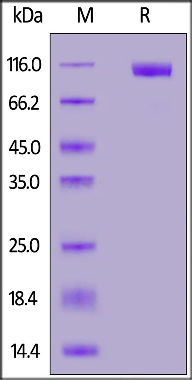 MERS S1 protein, His Tag on SDS-PAGE under reducing (R) condition. The gel was stained overnight with Coomassie Blue. The purity of the protein is greater than 95%.