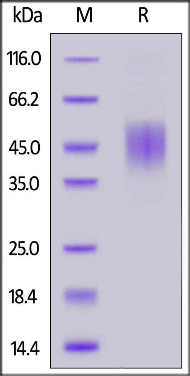 Human FGFR2 (IIIc) , His Tag on SDS-PAGE under reducing (R) condition. The gel was stained overnight with Coomassie Blue. The purity of the protein is greater than 90%.