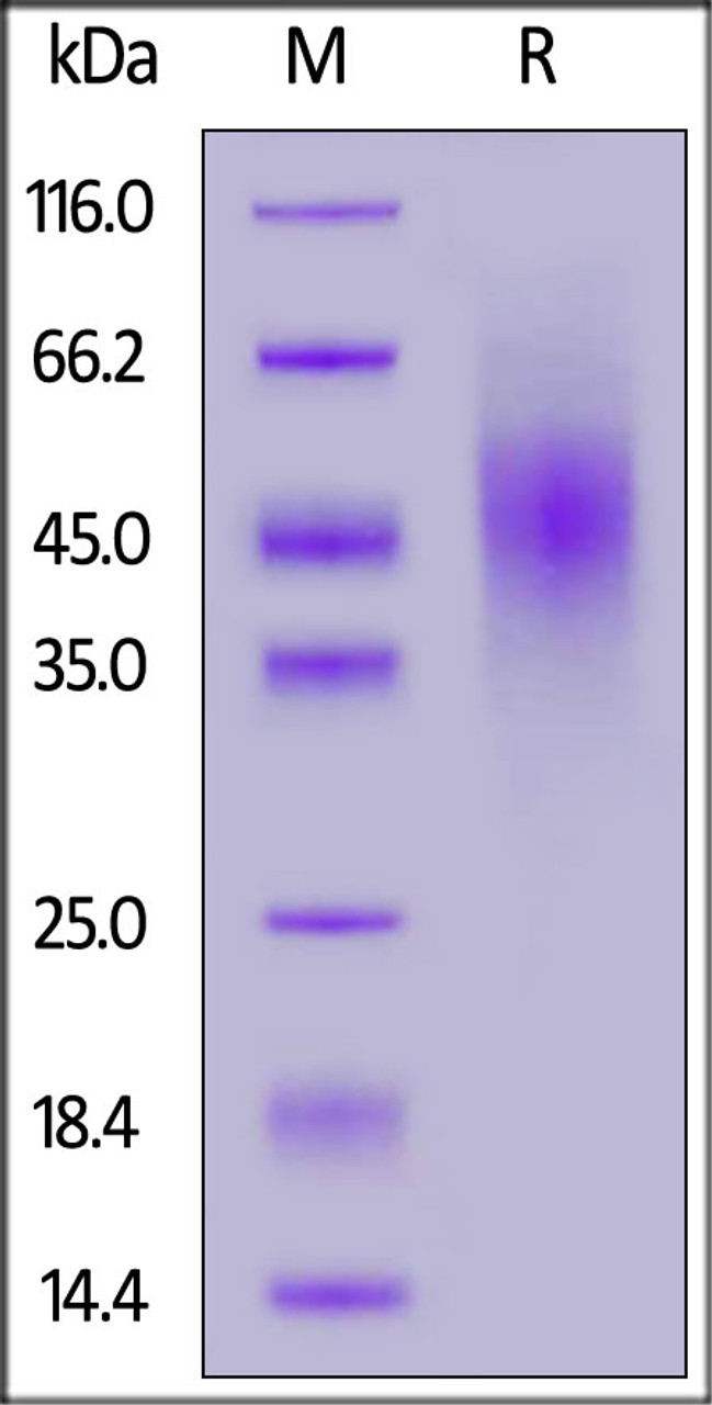 Human FGFR2 (IIIb) , His Tag on SDS-PAGE under reducing (R) condition. The gel was stained overnight with Coomassie Blue. The purity of the protein is greater than 90%.