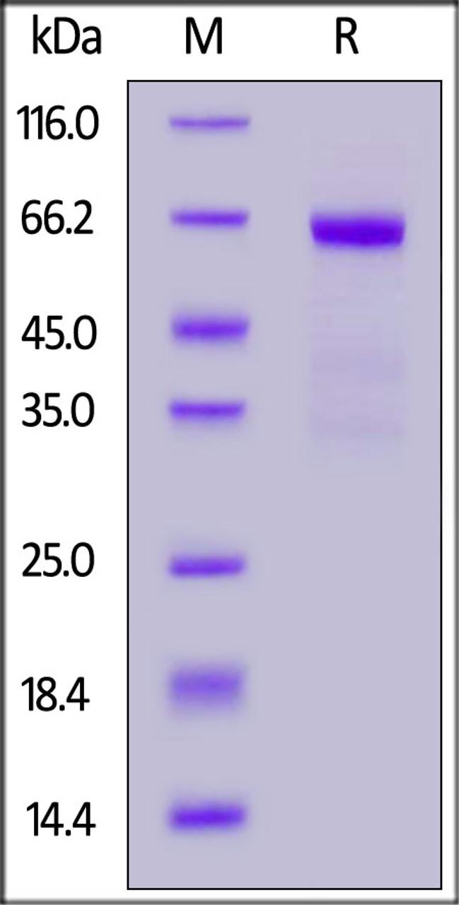 Human ASGR1, Fc Tag on SDS-PAGE under reducing (R) condition. The gel was stained overnight with Coomassie Blue. The purity of the protein is greater than 90%.