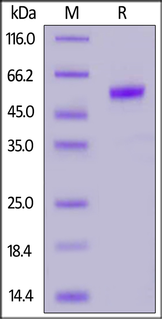 Human PLGF (19-149) , Fc Tag on SDS-PAGE under reducing (R) condition. The gel was stained overnight with Coomassie Blue. The purity of the protein is greater than 95%.