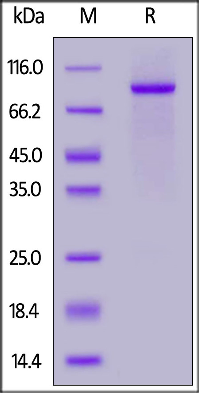 Human NOTCH2, Fc Tag on SDS-PAGE under reducing (R) condition. The gel was stained overnight with Coomassie Blue. The purity of the protein is greater than 95%.