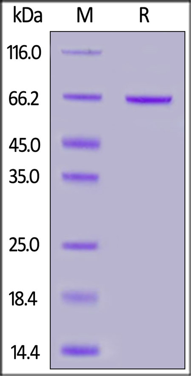 Human Syndecan-1, Fc Tag on SDS-PAGE under reducing (R) condition. The gel was stained overnight with Coomassie Blue. The purity of the protein is greater than 95%.