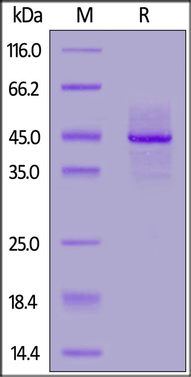 Biotinylated Human Syndecan-1, His, Avitag™ on SDS-PAGE under reducing (R) condition. The gel was stained overnight with Coomassie Blue. The purity of the protein is greater than 90%.