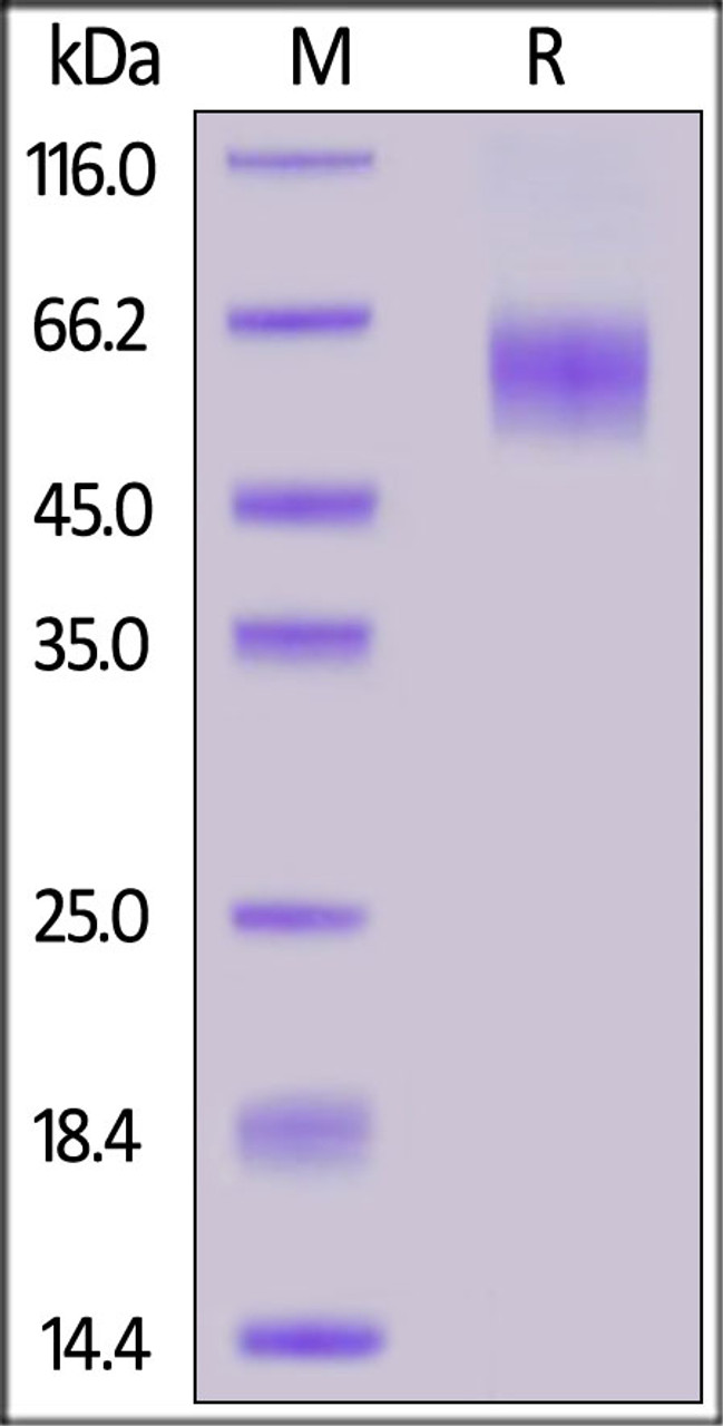 Cynomolgus IL-1 Rrp2, His Tag on SDS-PAGE under reducing (R) condition. The gel was stained overnight with Coomassie Blue. The purity of the protein is greater than 90%.