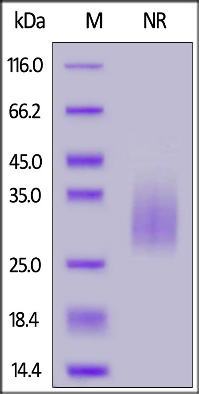 Human TREM2, His, Tag on SDS-PAGE under non-reducing (NR) condition. The gel was stained overnight with Coomassie Blue. The purity of the protein is greater than 90%.