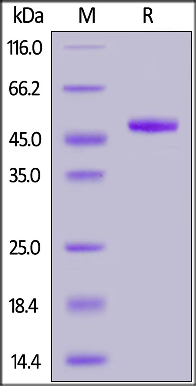 Human ILDR2, Fc Tag on SDS-PAGE under reducing (R) condition. The gel was stained overnight with Coomassie Blue. The purity of the protein is greater than 95%.