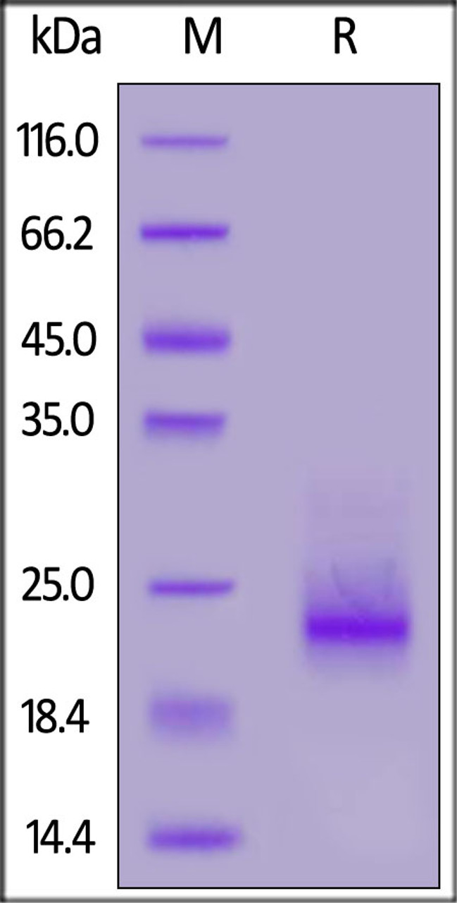 Human Frizzled-10, His Tag on SDS-PAGE under reducing (R) condition. The gel was stained overnight with Coomassie Blue. The purity of the protein is greater than 90%.