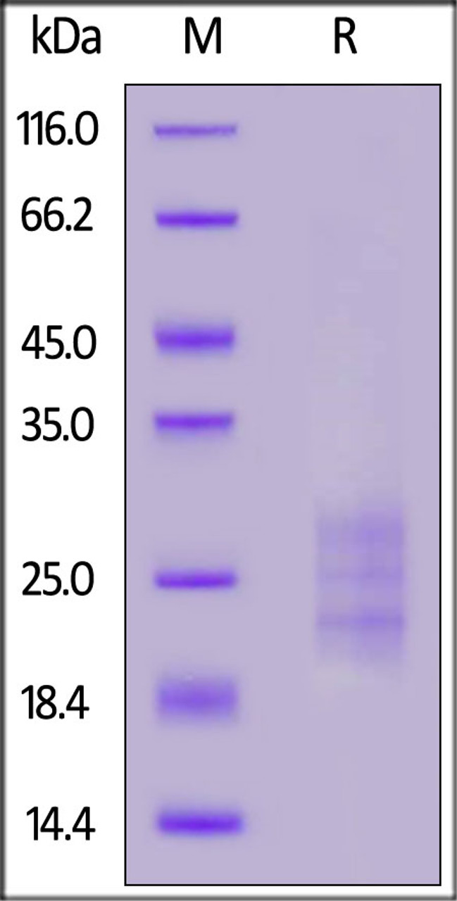 Mouse IL-33, His Tag on SDS-PAGE under reducing (R) condition. The gel was stained overnight with Coomassie Blue. The purity of the protein is greater than 90%.