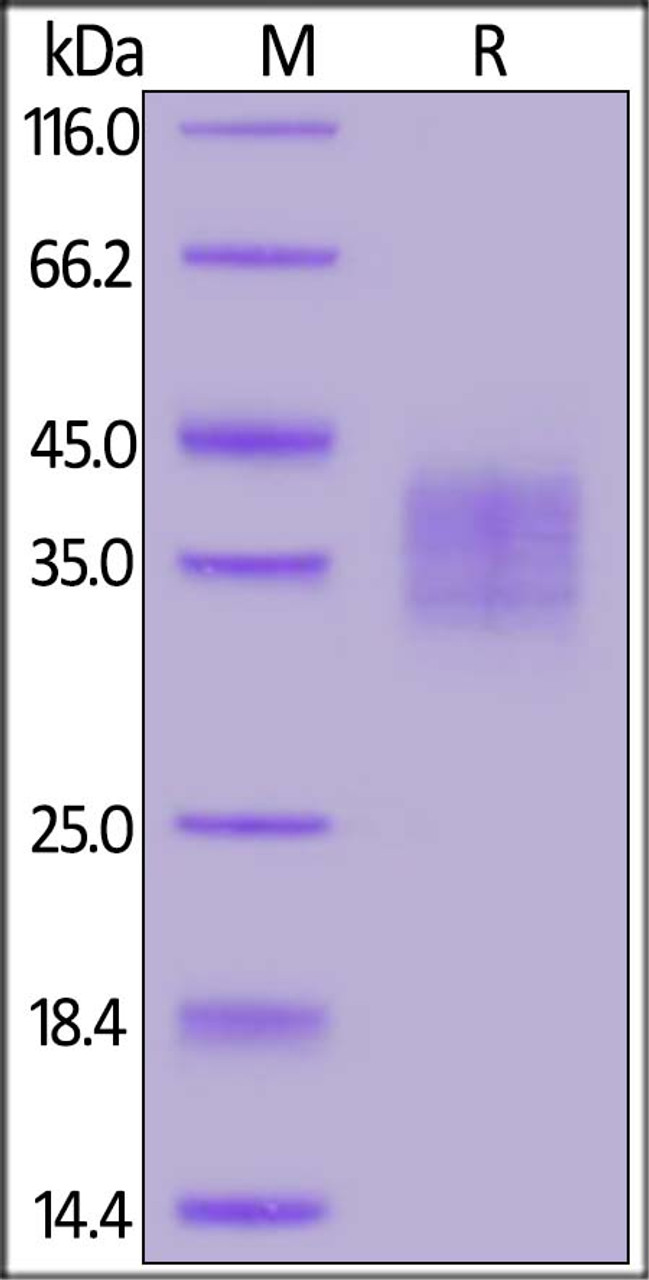 Cynomolgus FOLR2, His Tag on SDS-PAGE under reducing (R) condition. The gel was stained overnight with Coomassie Blue. The purity of the protein is greater than 90%.