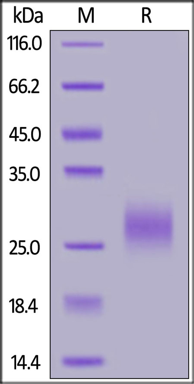 Cynomolgus TRAIL R2, His Tag on SDS-PAGE under reducing (R) condition. The gel was stained overnight with Coomassie Blue. The purity of the protein is greater than 90%.