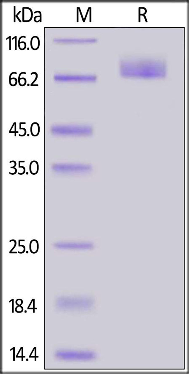 SARS-CoV-2 S2 protein, His Tag on SDS-PAGE under reducing (R) condition. The gel was stained overnight with Coomassie Blue. The purity of the protein is greater than 95%.