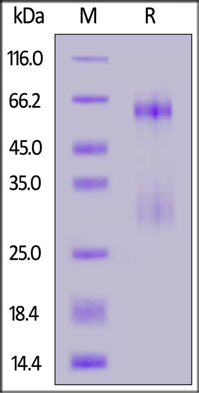 SARS-CoV-2 Nucleocapsid protein, His Tag on SDS-PAGE under reducing (R) condition. The gel was stained overnight with Coomassie Blue. The purity of the protein is greater than 90%.