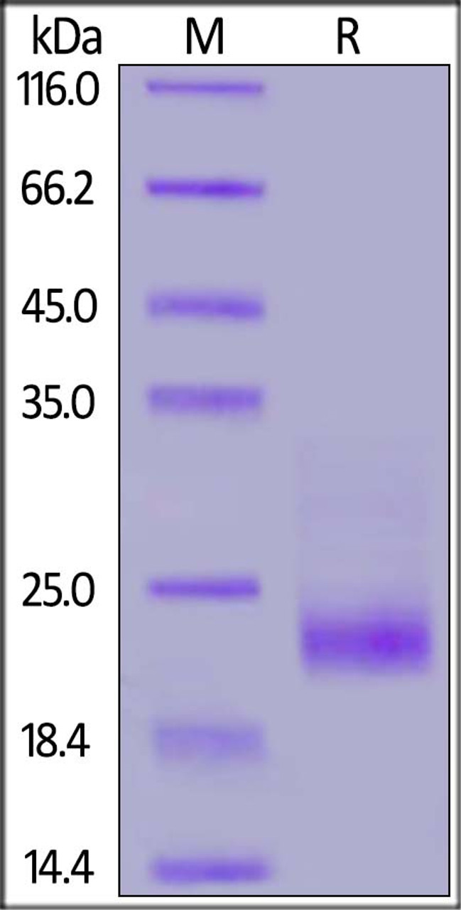 Cynomolgus IL-31, His Tag on SDS-PAGE under reducing (R) condition. The gel was stained overnight with Coomassie Blue. The purity of the protein is greater than 90%.