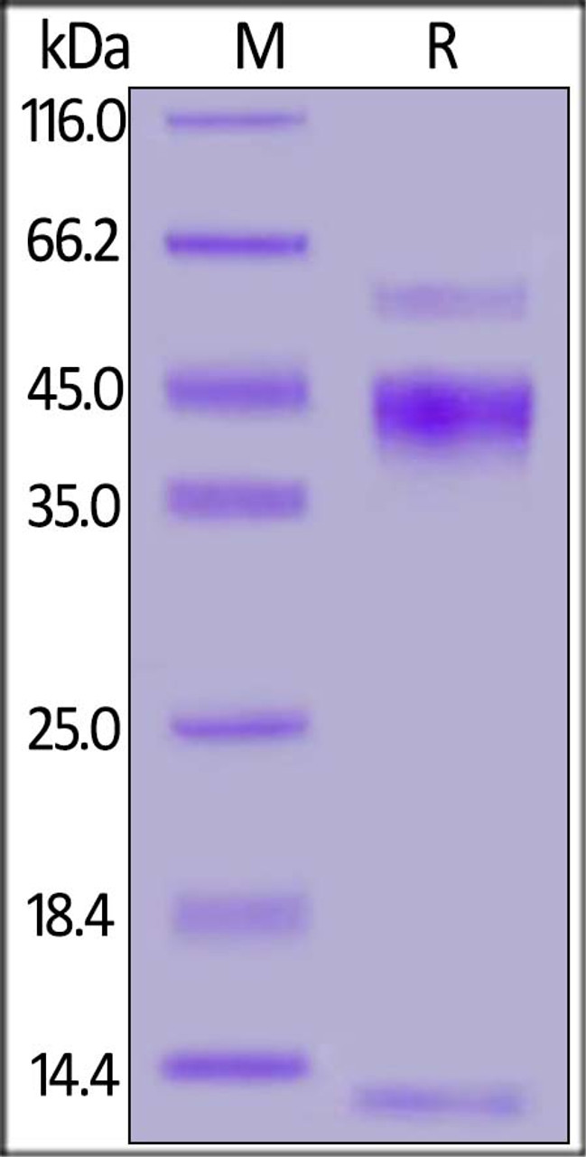 Cynomolgus Latent TGF-Beta 1 (C33S) , His Tag on SDS-PAGE under reducing (R) condition. The gel was stained overnight with Coomassie Blue. The purity of the protein is greater than 90%.