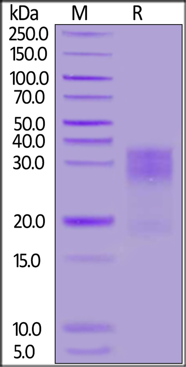 Human MUC-17, His Tag on SDS-PAGE under reducing (R) condition. The gel was stained overnight with Coomassie Blue. The purity of the protein is greater than 90%.